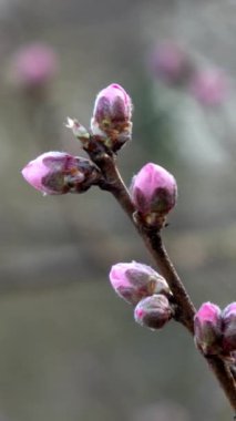 Dikey - İlkbaharda kiraz çiçekleriyle bahar manzarası