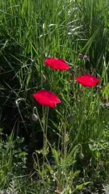 Dikey - Kırmızı gelincikler baharda çiçek açar