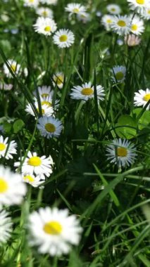 Dikey - Yaprakların gülüşü, baharın papatyaları