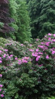 Dikey - İlkbaharda yağmurda açan rhododendronların güzelliği