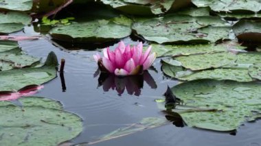 Damlaların arasında dans eden Comabbio Gölü zambakları