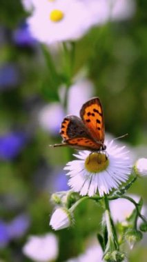 Dikey - Papatya üzerindeki bir kelebek, baharın sembolü
