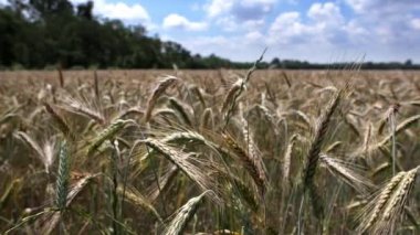  Buğday tarlasında baharın büyüsü