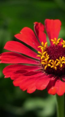  Dikey - Kırmızı bir çiçek, aşkın ve tutkunun sembolü