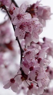 Dikey - İlkbaharın güzelliği, kiraz çiçeklenir