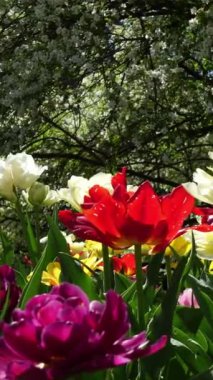  Dikey - Bir lale gökkuşağı, renkler arasında bir yolculuk