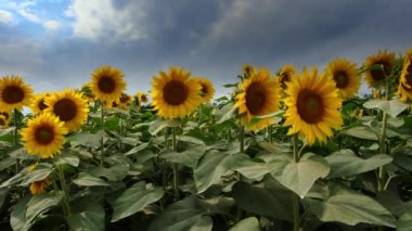  Ayçiçeği tarlasında fantastik bir yaz manzarası