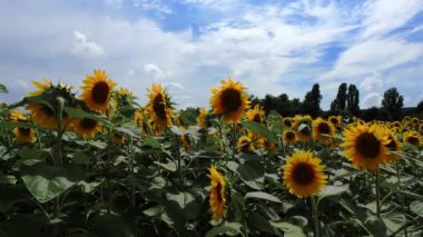 Ayçiçeği tarlalarının altın büyüsü