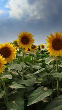  Dikey - Ayçiçeği tarlasında fantastik bir yaz manzarası