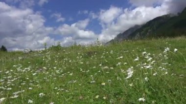  Dolomitlerin üzerindeki papatyalar ve beyaz bulutlar.