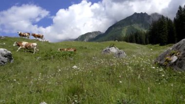 Dolomitlerin üzerinde otlayan ineklerle muhteşem bir manzara.