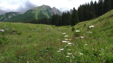 Papatyalı fantastik Dolomite manzarası