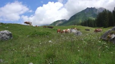 İnekler Dolomitlerde otluyor.