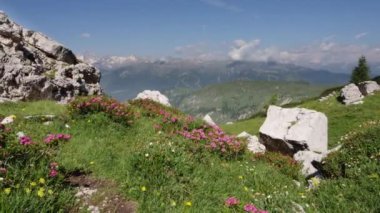 Dağların arasında bir çiçek cenneti