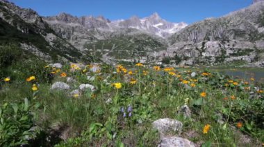Alp harikaları, Dolomitlerin sarı papatyaları
