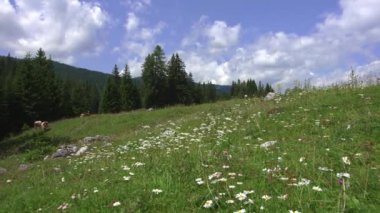  Otlayan ineklerle dolu Dolomite manzarası