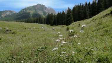 Alplerde bahar, çiçekli bir çayır.