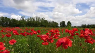  Kızıl bir deniz Gelinciklerin cazibesi