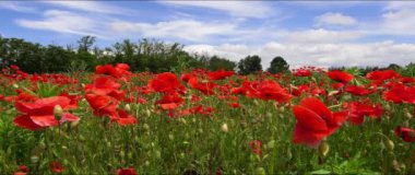 Kırmızının Tonu, Gelincikler Arasındaki Bahar - Anamorfik Lens