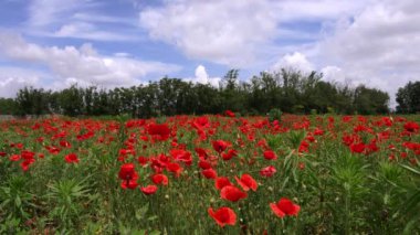 Çiçekli gelincikler, bir bahar rüyası