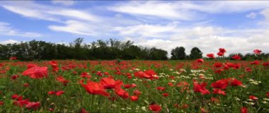 Haşhaş ve papatya tarlasında bahar manzarası - Anamorfik lens