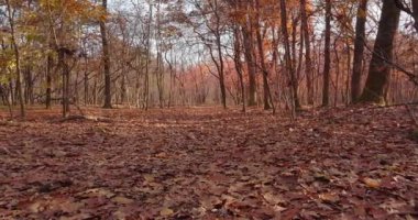 Bir ormandaki sonbahar manzara
