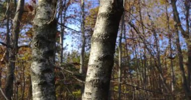 Ormanda sonbahar, renklerin ve şekillerin şiiri