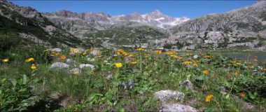 Anamorfik mercekler - Alp harikaları, Dolomitlerin sarı papatyaları.