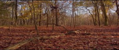  Anamorfik Lens - İtalyan Ormanında Sonbahar