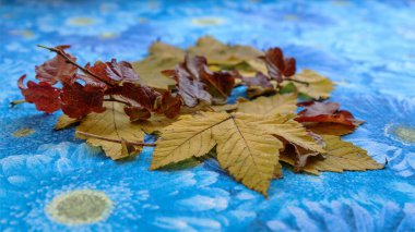 Durgun Hayat - Sonbahar zarafeti, orman yaprakları