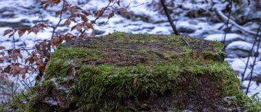  Dolomite ormanında yosun dolu bir sandık.