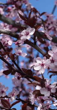  Dikey - Baharda kiraz çiçekleri ve mavi gökyüzü