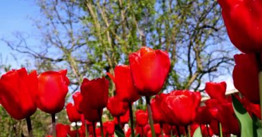 Kırmızı lale, Bahar yatay