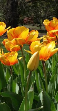 Dikey - Bahar güneşinin altında fantastik sarı laleler