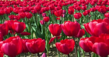  Muhteşem kırmızı lale tarlası