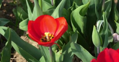 Red tulip blooming in spring