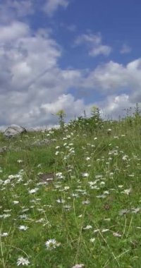  Dikey - Dolomitlerde papatyalar ve beyaz bulutlar