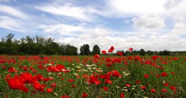 Haşhaş ve papatya tarlasında yaz manzarası