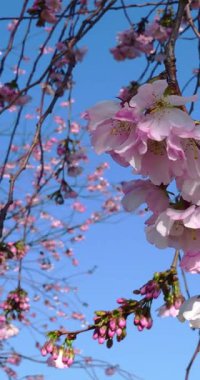 İlkbaharda kiraz çiçekleri ve mavi gökyüzü