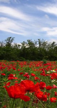 Haşhaş ve papatya tarlasında yaz manzarası