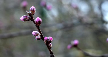 Sakura - Bud 'da Kiraz Çiçekleri