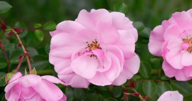  Baharda açan muhteşem güller