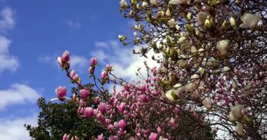  Beyaz ve pembe çiçekli muhteşem bahar manzarası