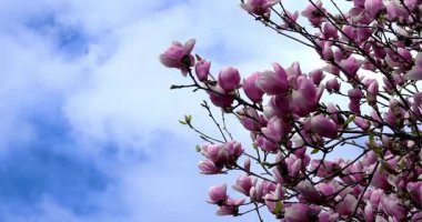 Pembe çiçekli ve mavi gökyüzü olan bahar manzarası.