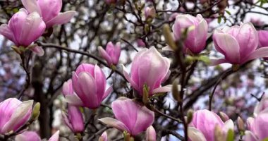 Baharda pembe tomurcukların büyüsü