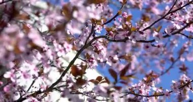 Bahar rüyası, Kiraz çiçeklerinin güzelliği