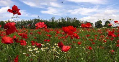 Haşhaş ve papatya tarlası