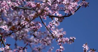 Sakura - İlkbaharda kiraz çiçekleri