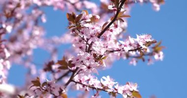 Bir anlık saf merak, kiraz çiçekleri.