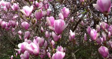 Yağmurdan sonra açan pembe çiçekli bahar manzarası